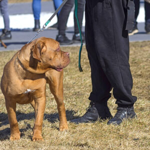 How Dog Bite Attorneys Prove Owner Negligence in Aggressive Breed Cases